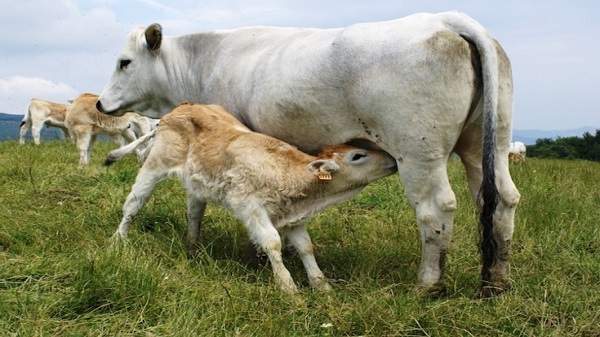 Linea vacca vitello marchigiane