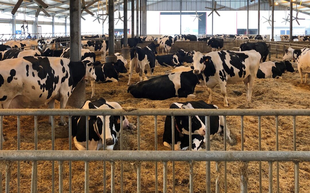 Nuovo Webinar di Granda team “Ripensare la fertilità della bovina: un approccio pratico e mirato”