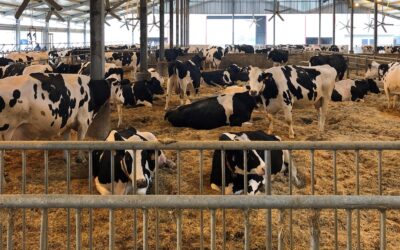 Nuovo Webinar di Granda team “Ripensare la fertilità della bovina: un approccio pratico e mirato”