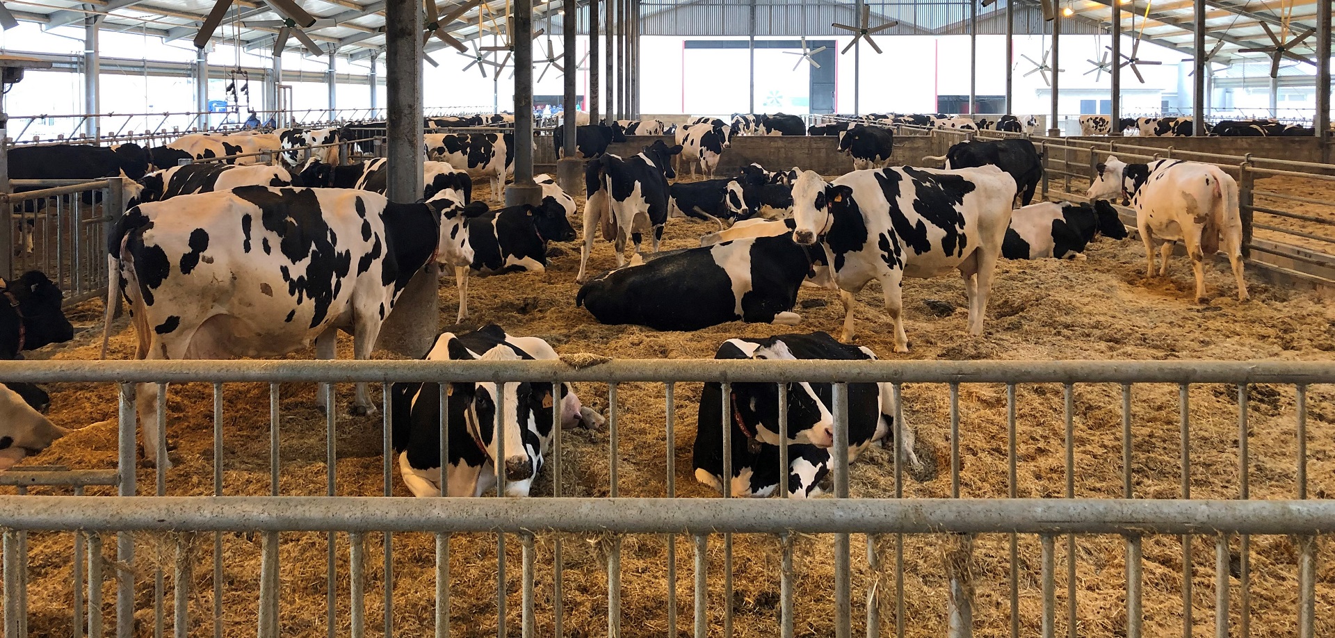 Transizione 4.0_protocollo per vacche da latte