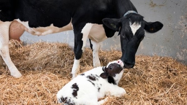 promega plus_fertilità vacche da latte