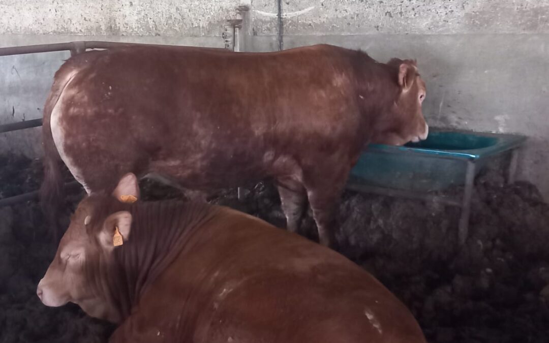 Azienda Agricola Simonetti Gianluca – San Cipirello (PA)